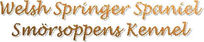 Welsh Springer Spaniel
Sm�rsoppens Kennel